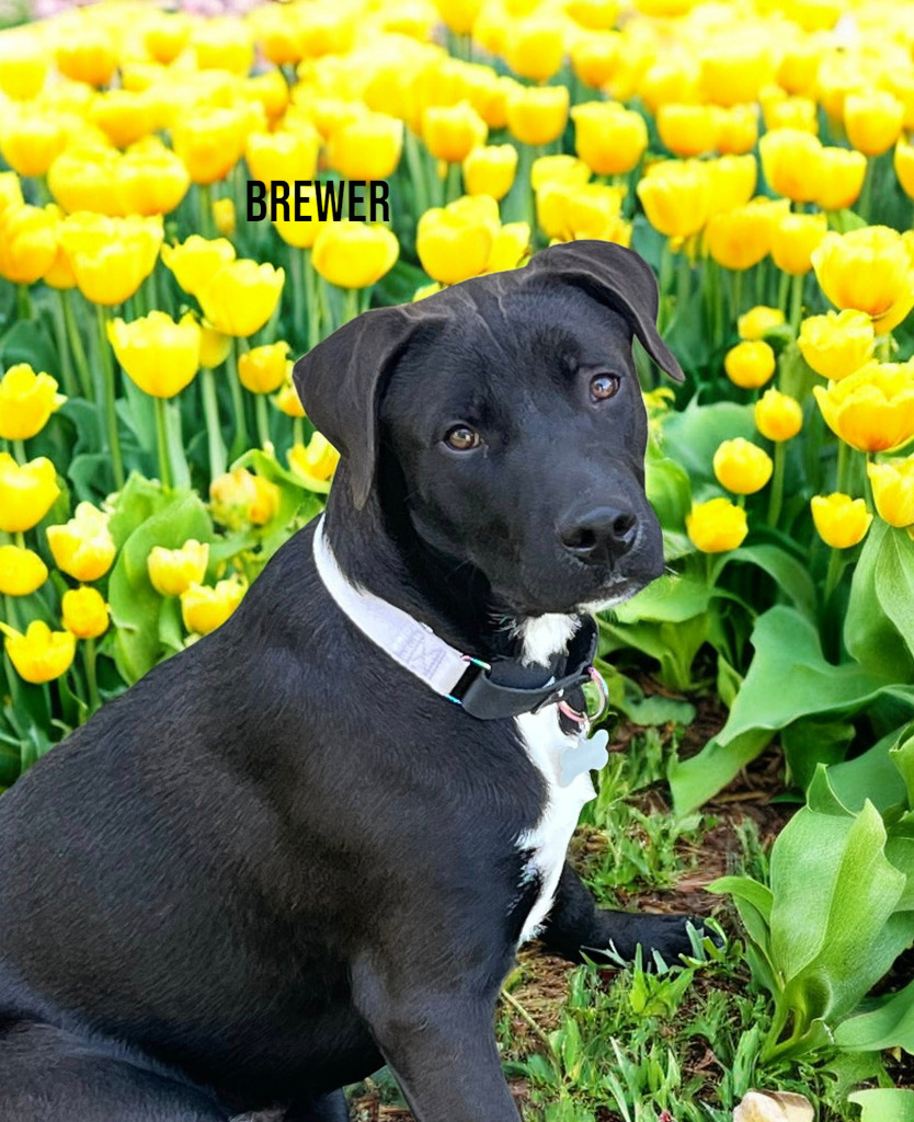 Brewer