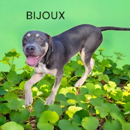 Bijoux