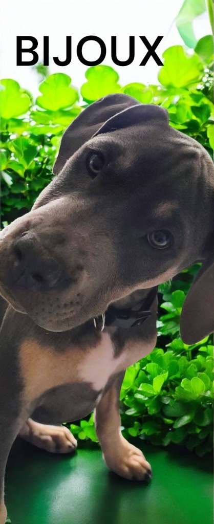 Bijoux