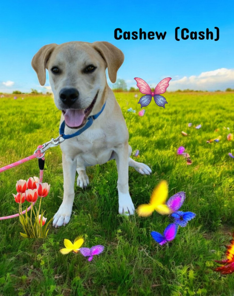 Cashew (Cash)