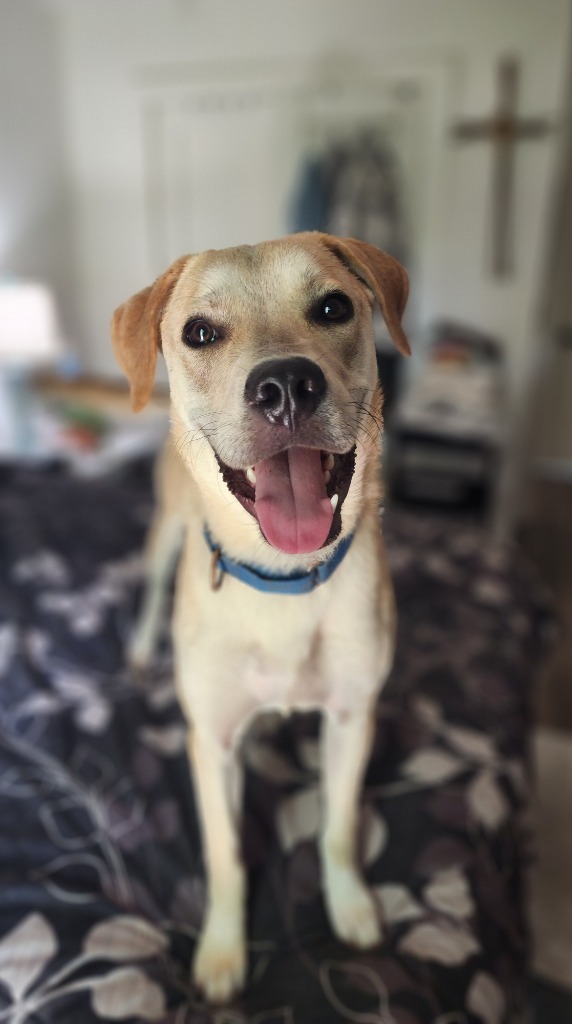 Cashew (Cash)