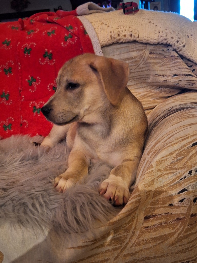 Cashew (Cash)