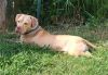 Gunnar 2 photo 5