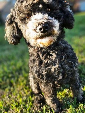 Pookie, Adult Female unknown