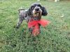 Pookie photo 4