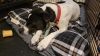 Lola 11 photo 5