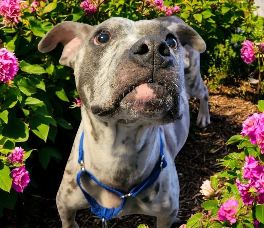 Margeaux