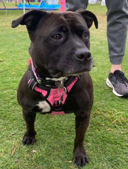 Bella