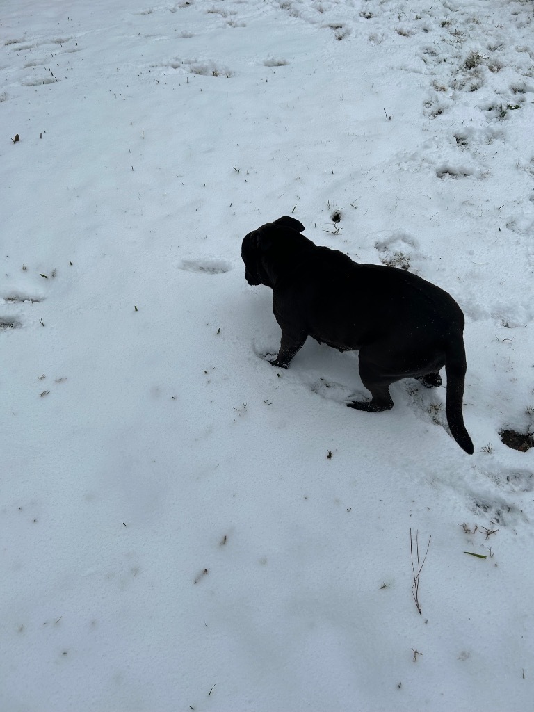Bella