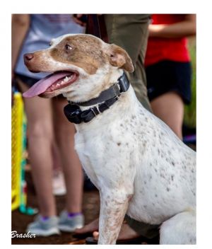 Lucy, Adult Female Cattle Dog