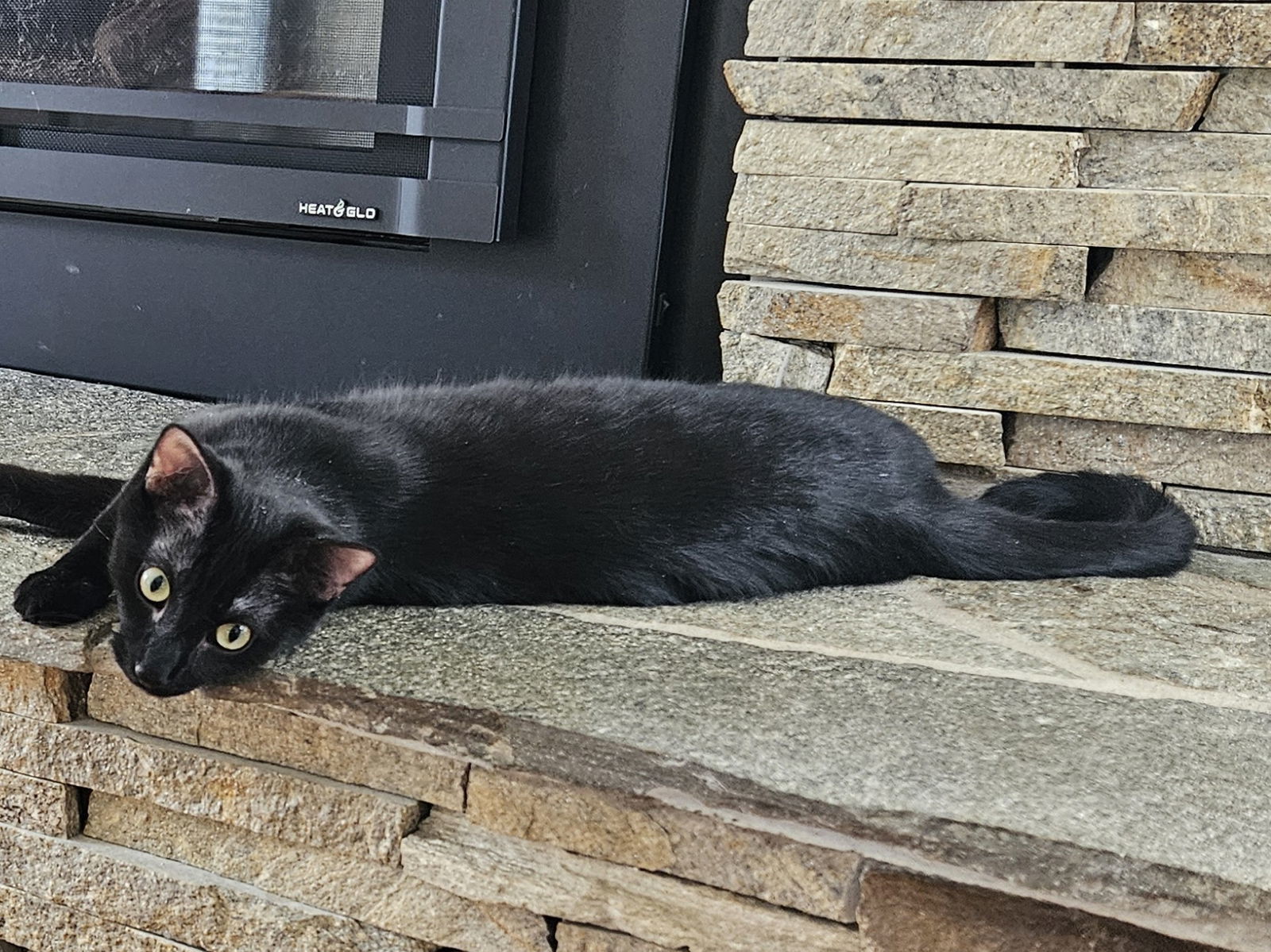 Dragon, an adoptable Domestic Short Hair in Traverse City, MI, 49686 | Photo Image 1