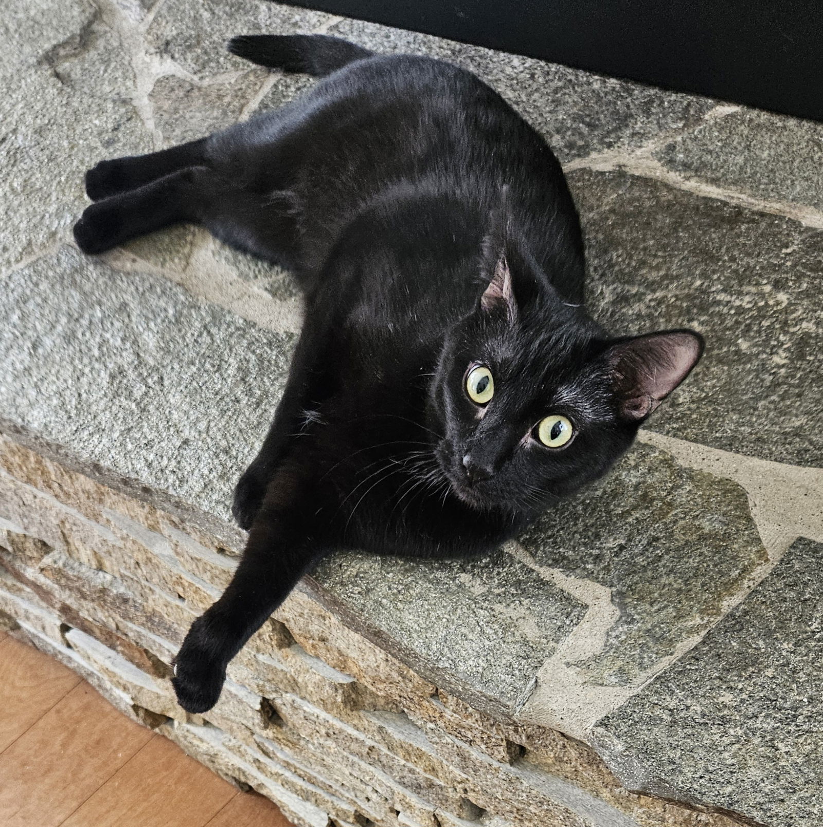 Dragon, an adoptable Domestic Short Hair in Traverse City, MI, 49686 | Photo Image 2