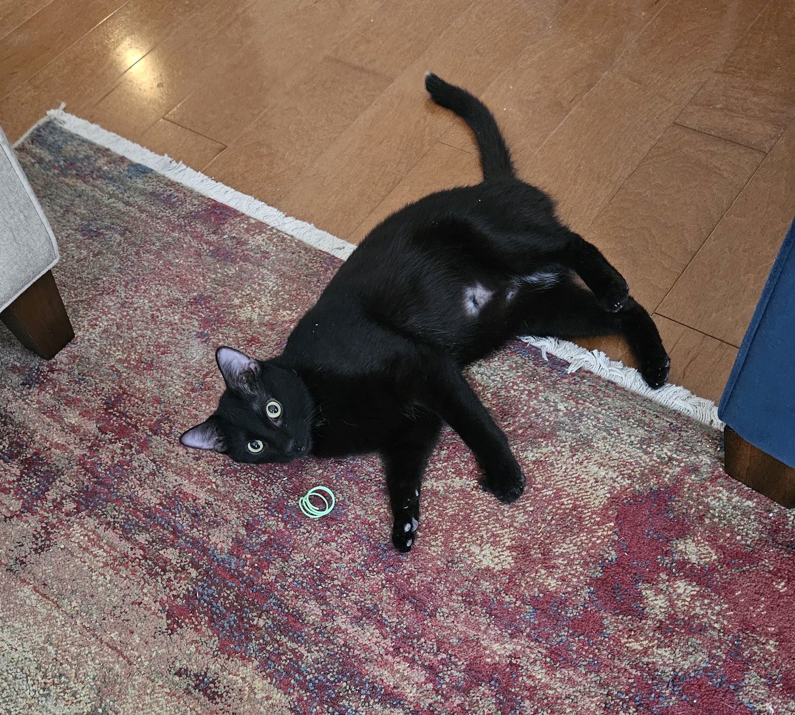 Dragon, an adoptable Domestic Short Hair in Traverse City, MI, 49686 | Photo Image 3