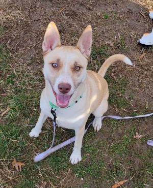 Angel, Adult Female German Shepherd Dog