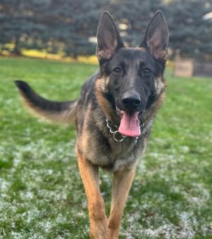 Animal Profile Jazzmin is an estimated 12 to 18-month old now spayed 65 lb female German Shepherd