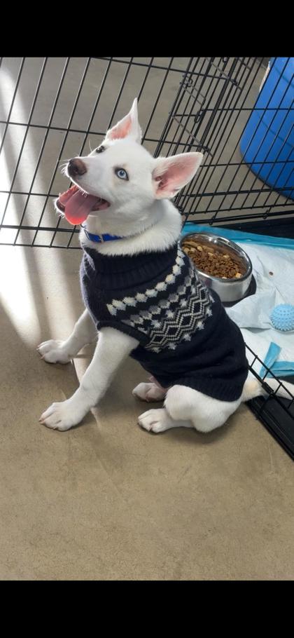 Snoopy, an adoptable Spitz, Australian Shepherd in Yakima, WA, 98901 | Photo Image 1