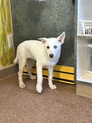 Snoopy, an adoptable Spitz, Australian Shepherd in Yakima, WA, 98901 | Photo Image 2