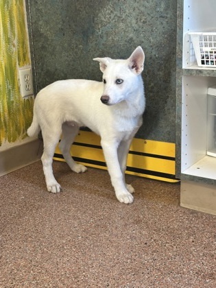 Snoopy, an adoptable Spitz, Australian Shepherd in Yakima, WA, 98901 | Photo Image 3