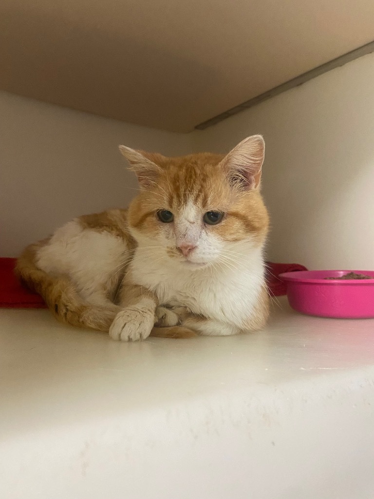 Barney, an adoptable Domestic Medium Hair in Batesville, AR, 72501 | Photo Image 1
