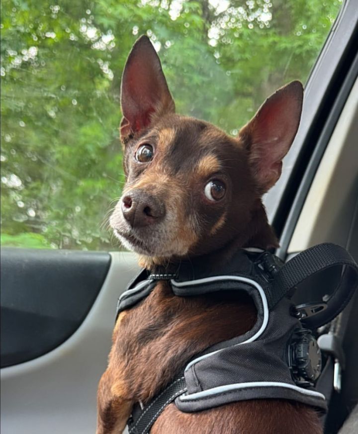 Gizmo 2