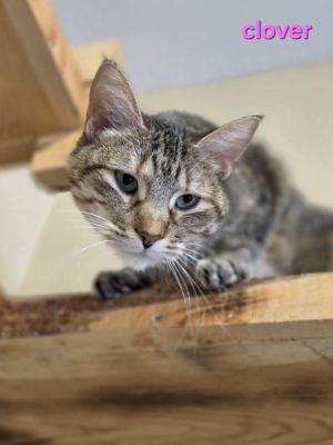 Clover, Young Female unknown