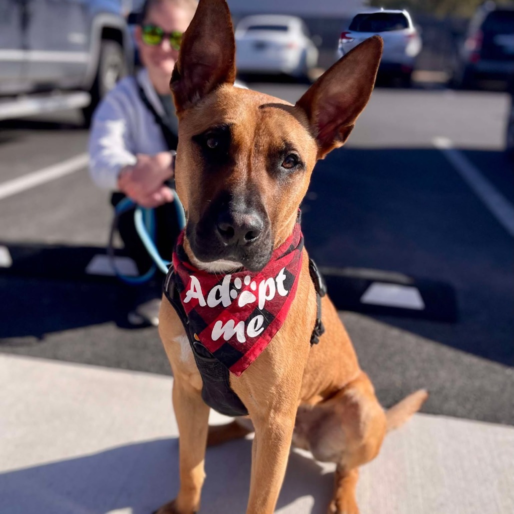 Riker, an adoptable Shepherd, Mixed Breed in Bend, OR, 97702 | Photo Image 1