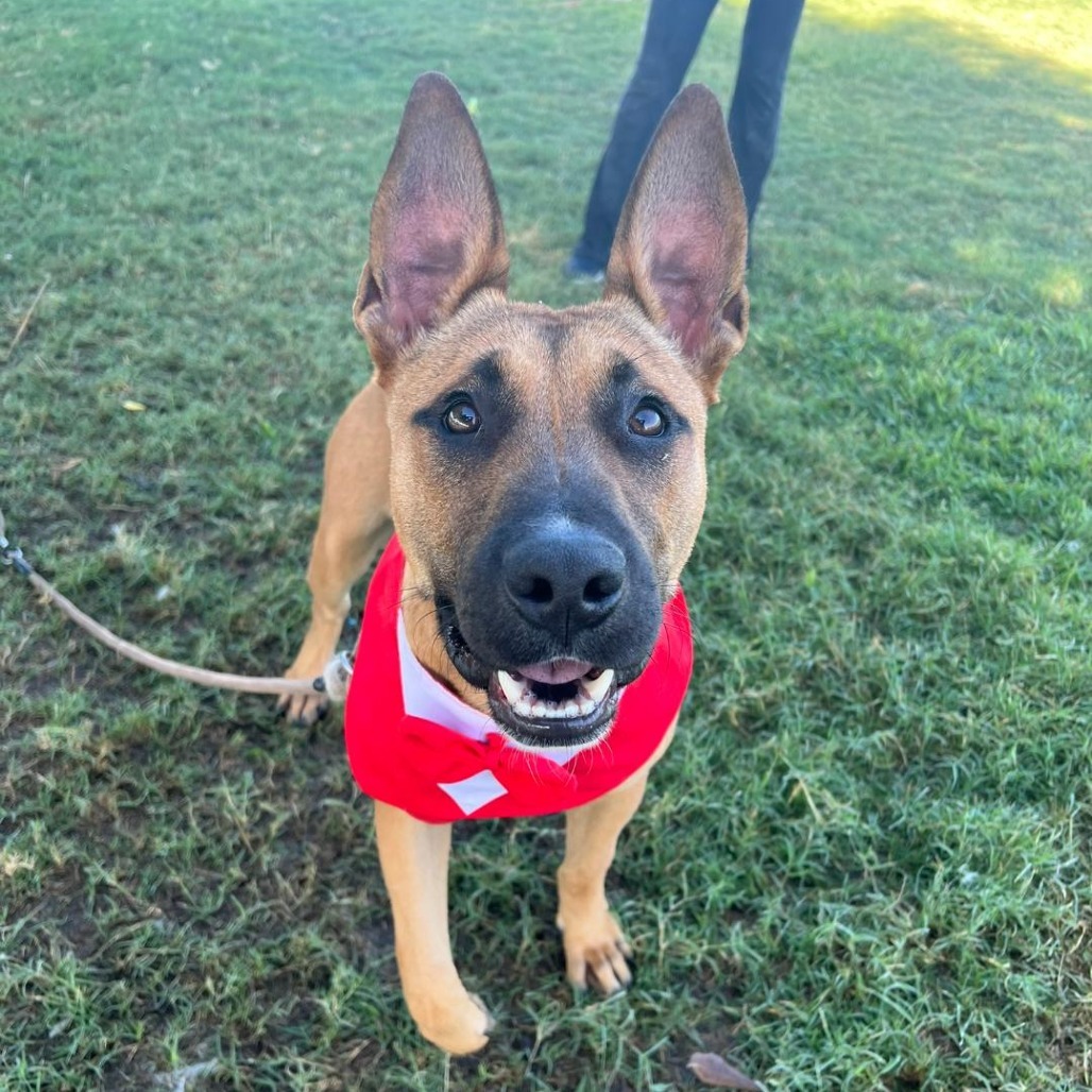 Riker, an adoptable Shepherd, Mixed Breed in Bend, OR, 97702 | Photo Image 2