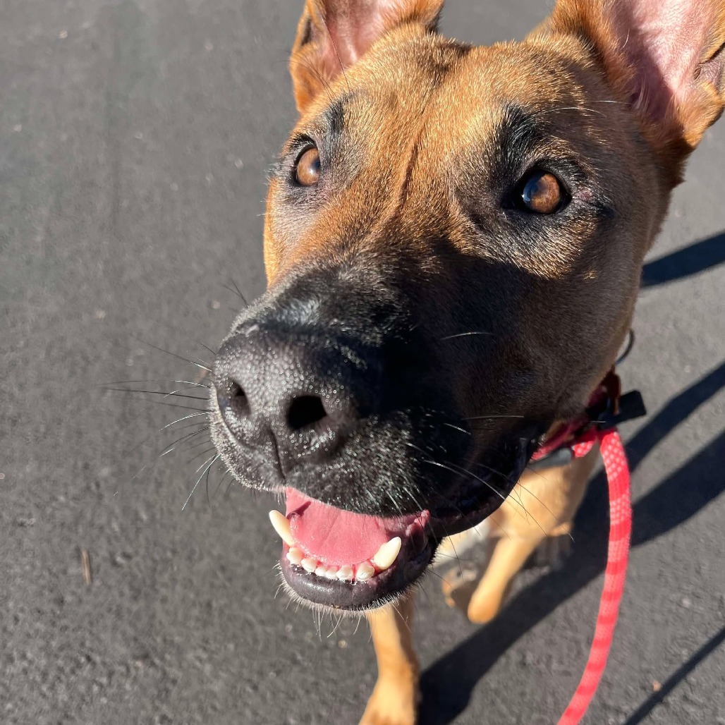 Riker, an adoptable Shepherd, Mixed Breed in Bend, OR, 97702 | Photo Image 3