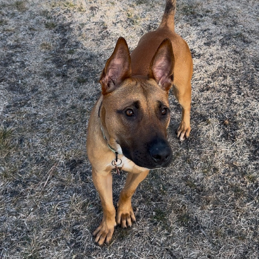 Riker, an adoptable Shepherd, Mixed Breed in Bend, OR, 97702 | Photo Image 4
