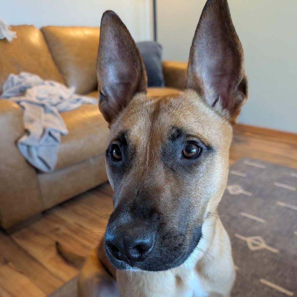 Riker, an adoptable Shepherd, Mixed Breed in Bend, OR, 97702 | Photo Image 5