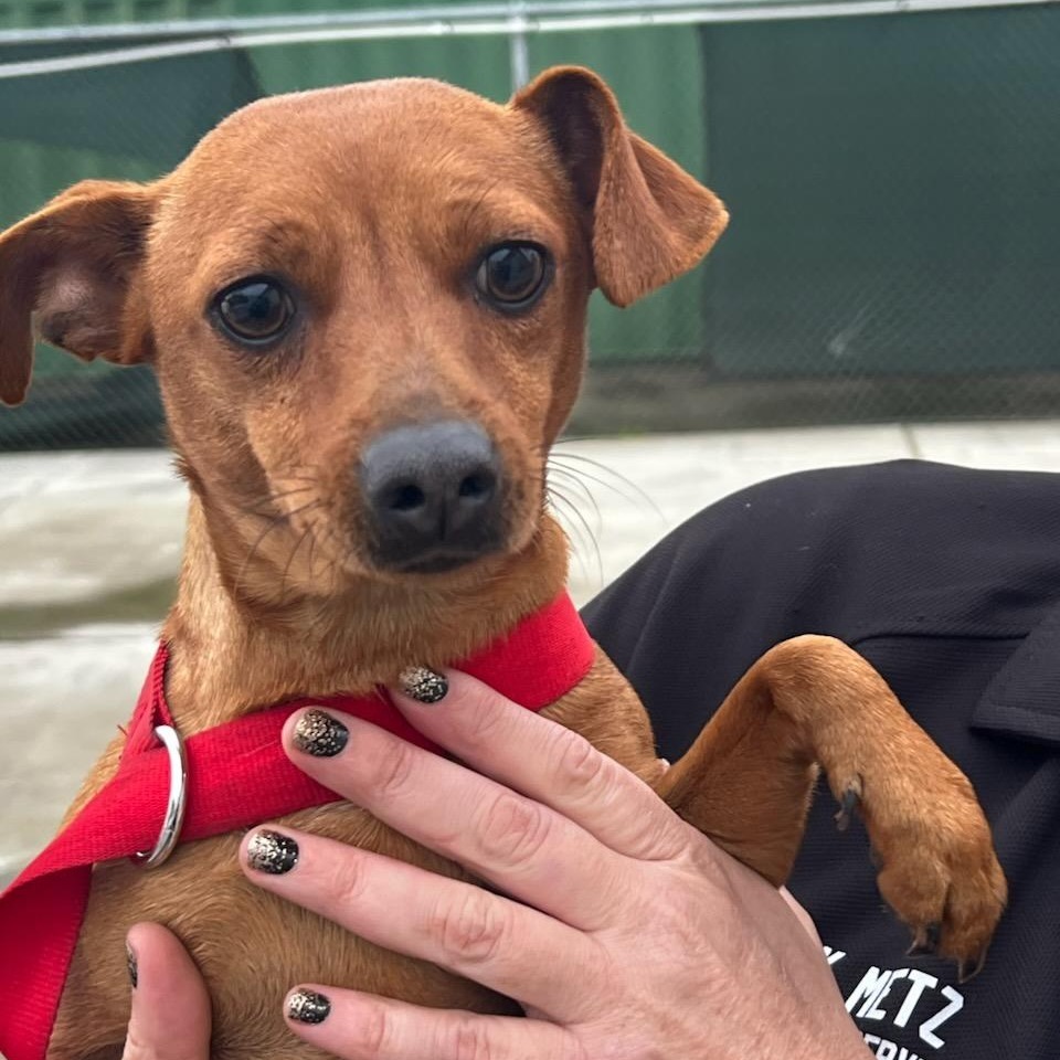 Laverne, an adoptable Chihuahua, Mixed Breed in Bend, OR, 97702 | Photo Image 2
