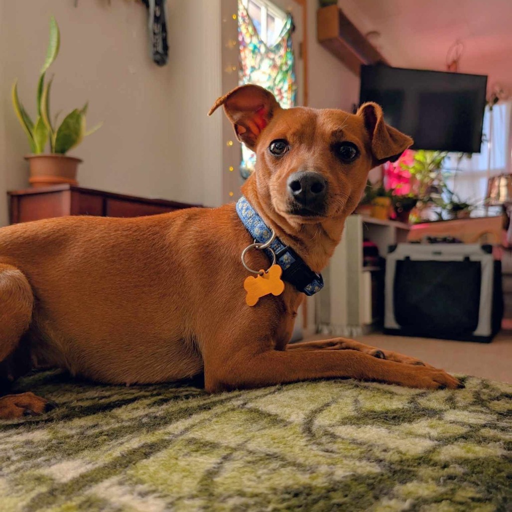 Laverne, an adoptable Chihuahua, Mixed Breed in Bend, OR, 97702 | Photo Image 4