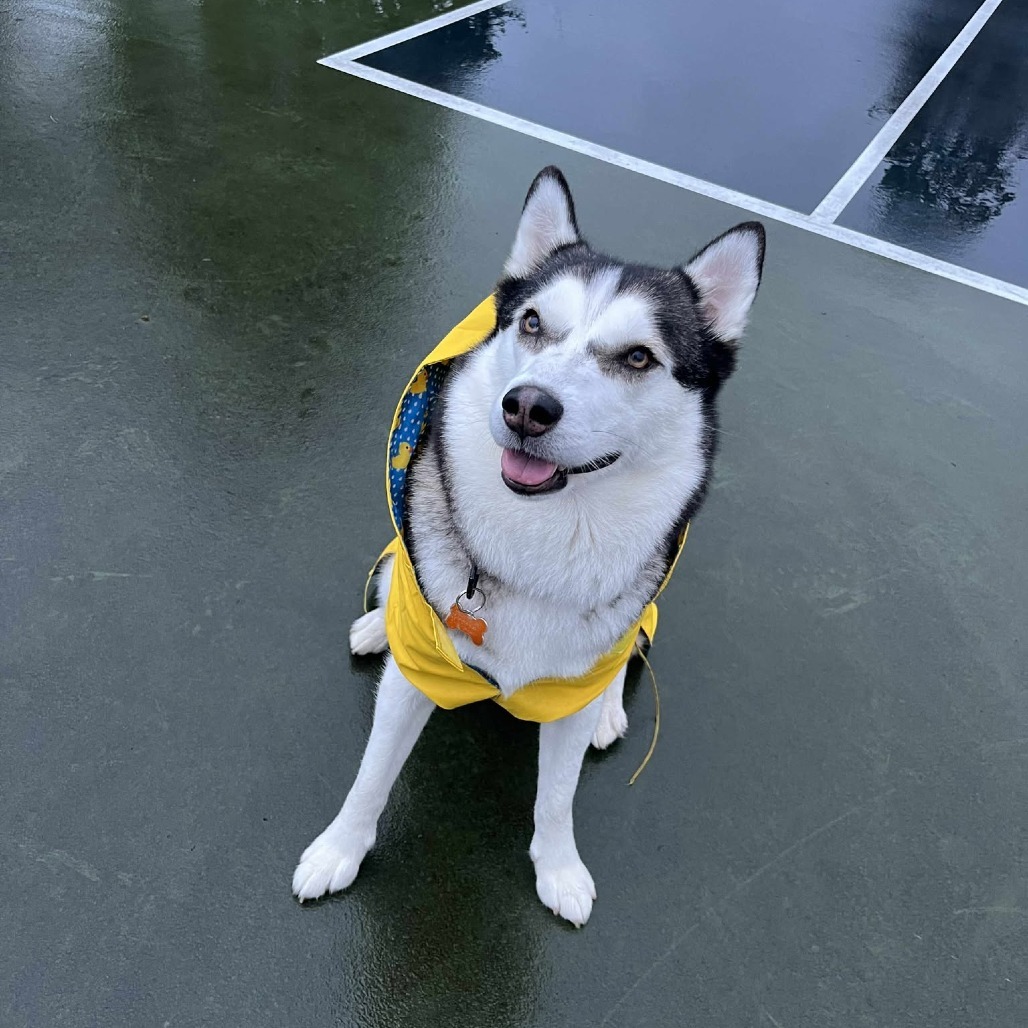 Elara, an adoptable Siberian Husky, Australian Shepherd in Bend, OR, 97702 | Photo Image 1