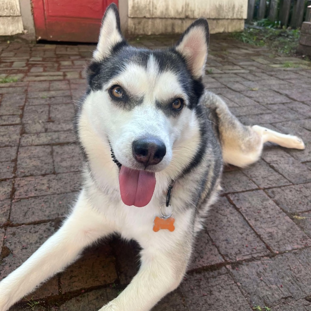 Elara, an adoptable Siberian Husky, Australian Shepherd in Bend, OR, 97702 | Photo Image 1