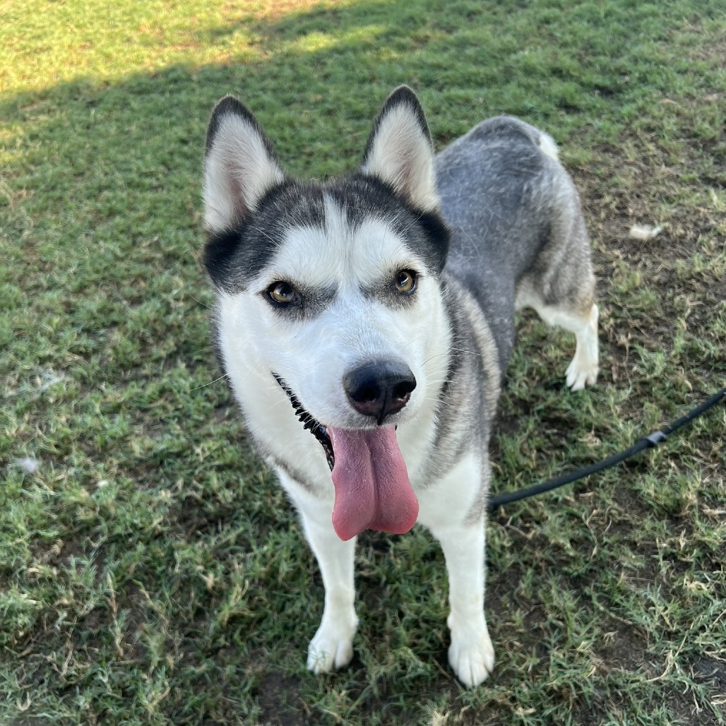 Elara, an adoptable Siberian Husky, Australian Shepherd in Bend, OR, 97702 | Photo Image 2