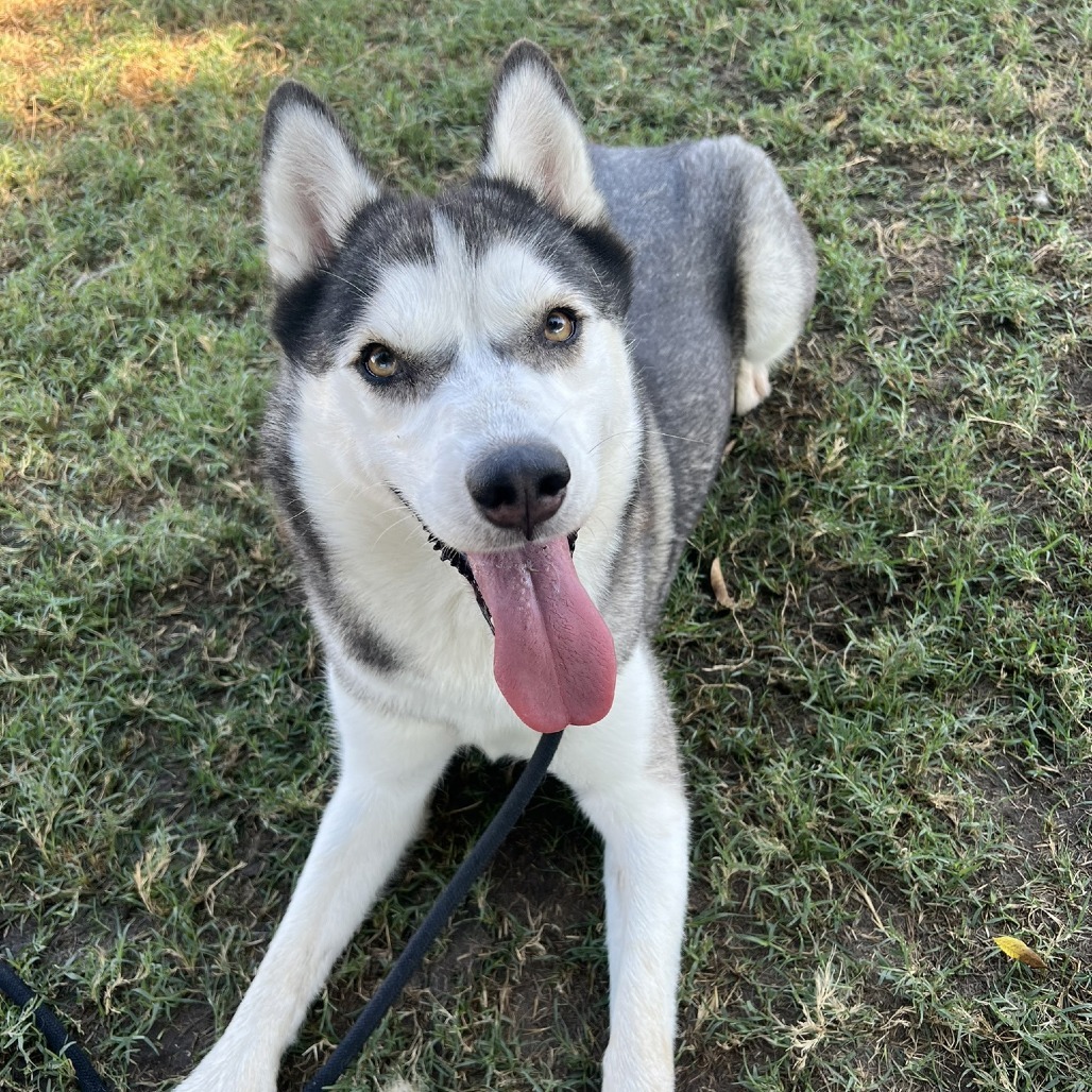 Elara, an adoptable Siberian Husky, Australian Shepherd in Bend, OR, 97702 | Photo Image 3