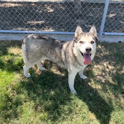 Elara, an adoptable Siberian Husky, Australian Shepherd in Bend, OR, 97702 | Photo Image 4