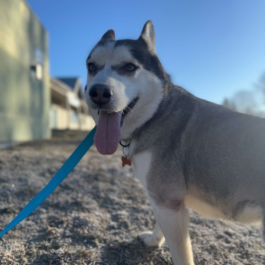 Elara, an adoptable Siberian Husky, Australian Shepherd in Bend, OR, 97702 | Photo Image 5