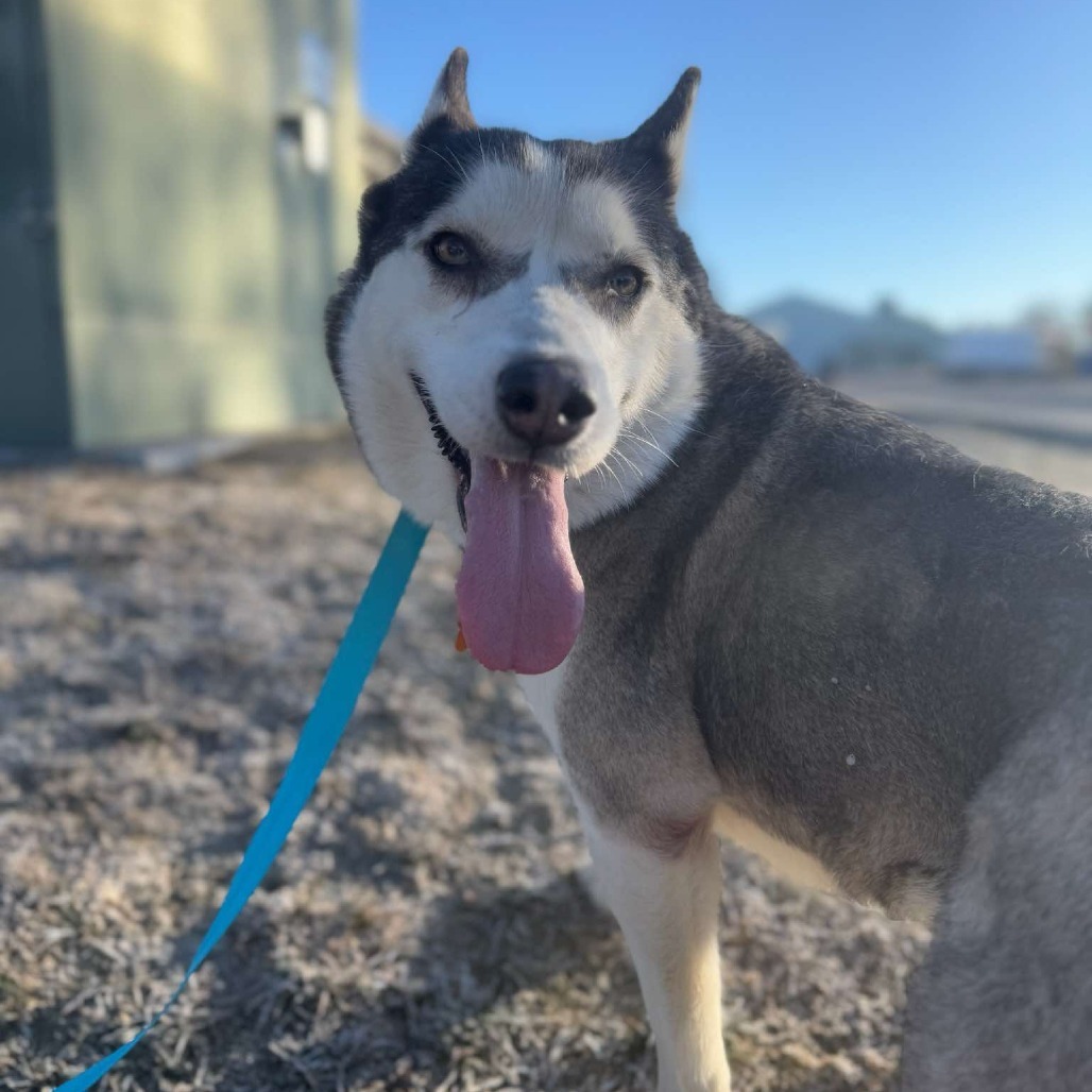 Elara, an adoptable Siberian Husky, Australian Shepherd in Bend, OR, 97702 | Photo Image 6