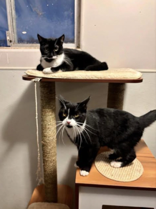 Shirley + Stanley