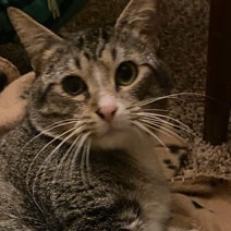 Acorn, Adult Male Domestic Short Hair