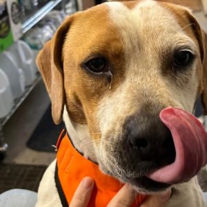 Odie(Cody), Adult Male Beagle