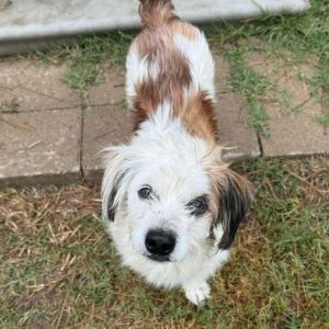 Boots McGee Jack Russell Terrier Dog