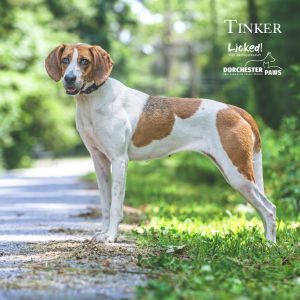 Tinker, Adult Female English Coonhound