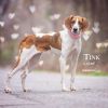 Tinker photo 2