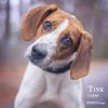 Tinker photo 3