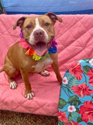 Princess, Adult Female Pit Bull Terrier