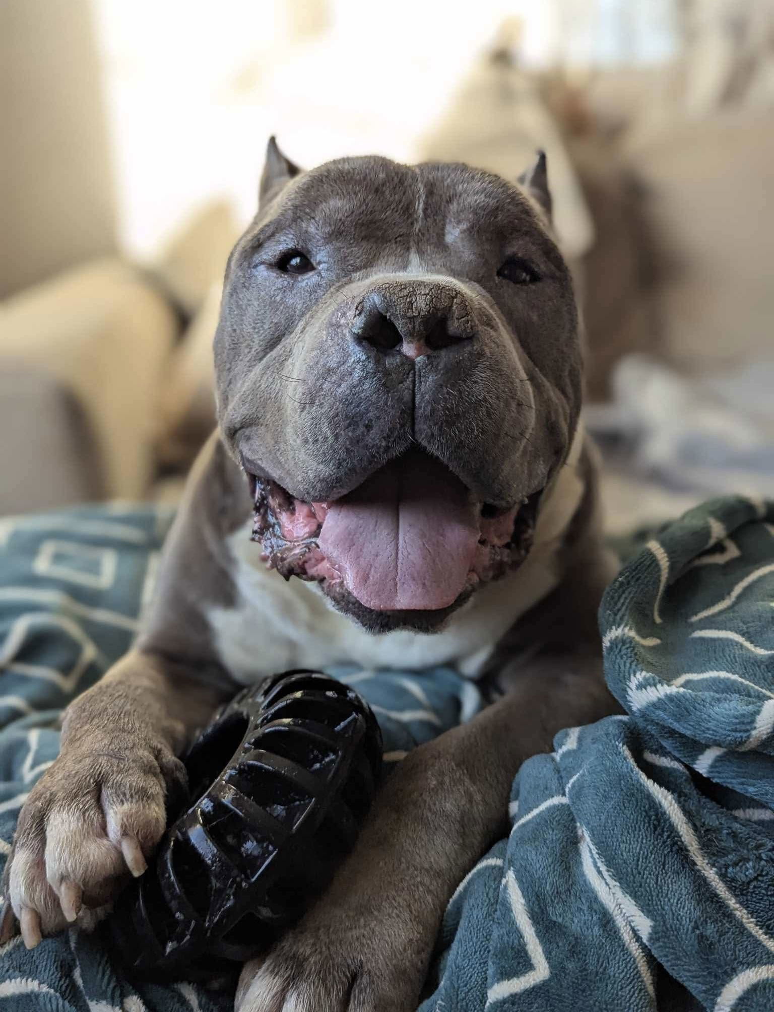 Dustin, an adoptable Pit Bull Terrier in El Centro, CA, 92243 | Photo Image 1