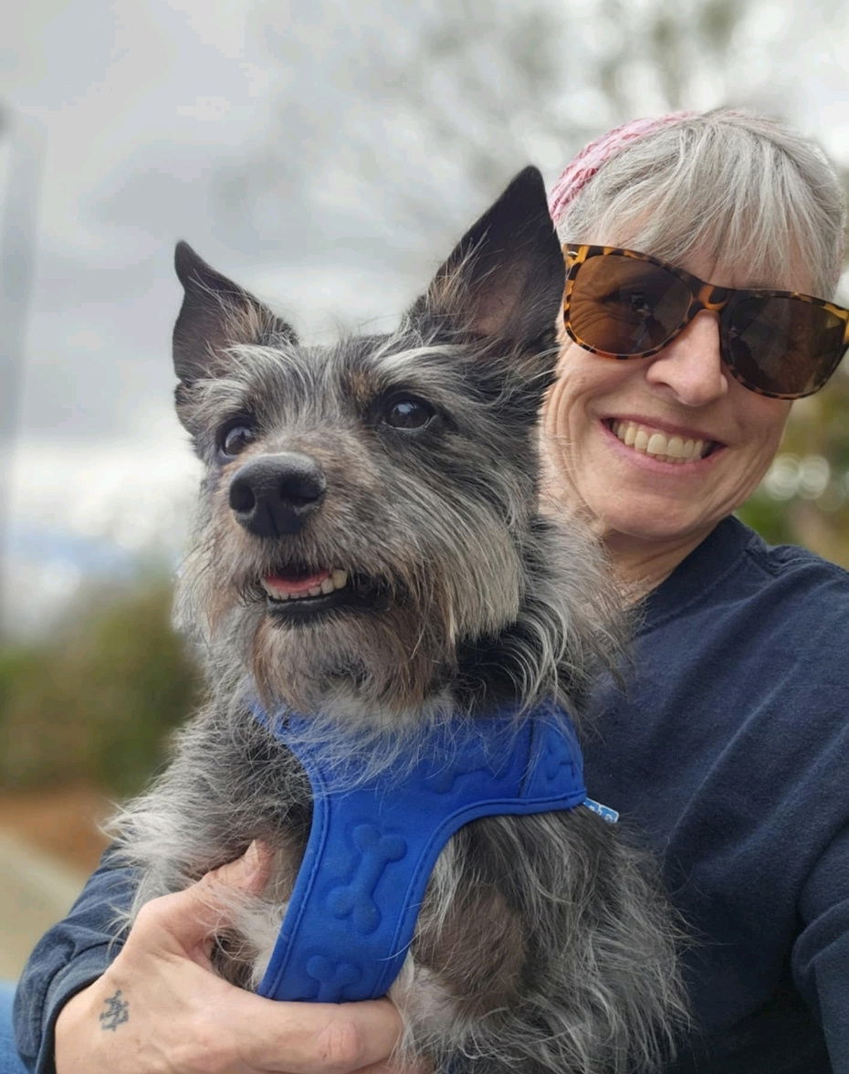Bartlee, an adoptable Schnauzer, Yorkshire Terrier in Thomasville, NC, 27361 | Photo Image 1