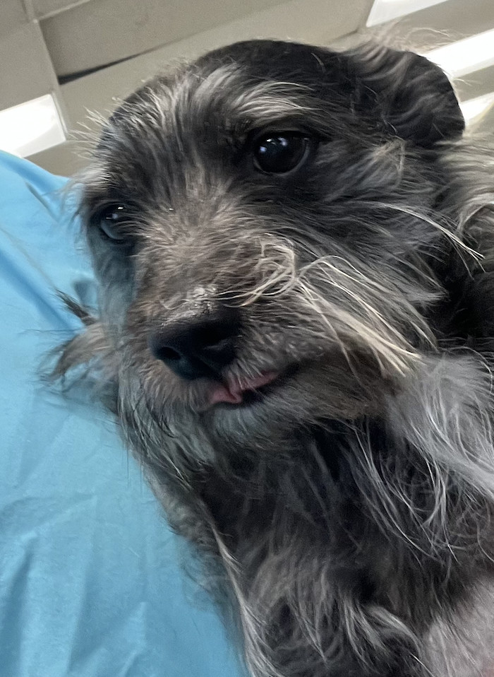 Bartlee, an adoptable Schnauzer, Yorkshire Terrier in Thomasville, NC, 27361 | Photo Image 2